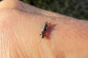 An small early black stonefly from the Credit River