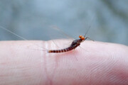 A male Sulphur spinner from the Credit River