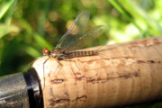 A male Sulphur spinner from the Credit River