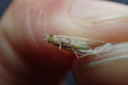 The underside of a White Miller caddis from the Credit River
