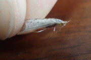 A White Miller caddis from the Credit River